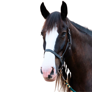 A black horse head with a wide blaze and a black halter.